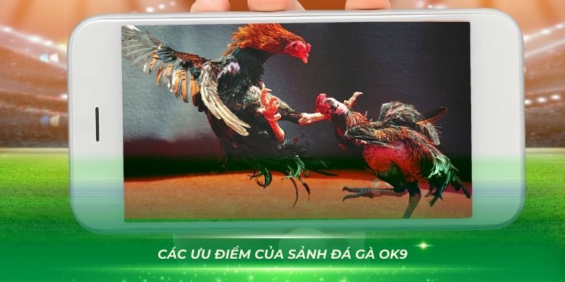 Đánh giá chi tiết các ưu điểm của sảnh đá gà OK9