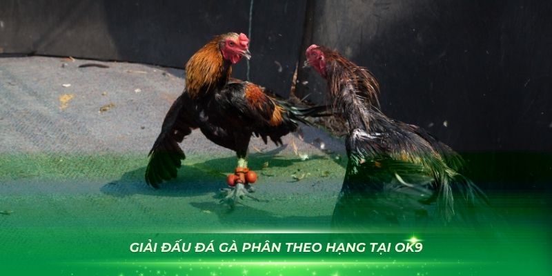 Từng giải đấu đá gà phân theo hạng tại OK9