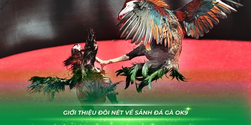 Giới thiệu đôi nét về sảnh đá gà OK9