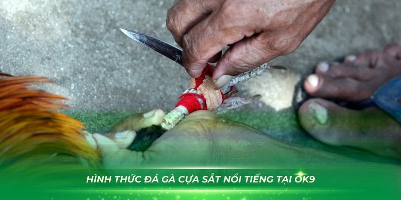 Khám phá các hình thức đá gà OK9 hấp dẫn