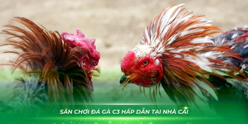 Tìm hiểu một số cửa cược chính khi chơi đá gà OK9