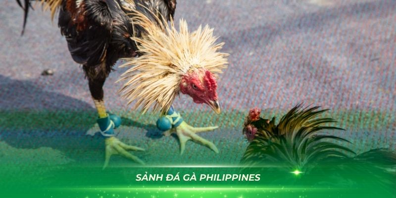 Sảnh đá gà Philippines đang thu hút nhiều sư kê